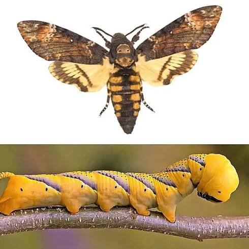 Lišaj smrtihlav (Acherontia atropos)