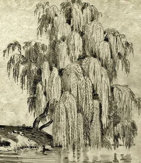 an ink drawing of a weeping willow tree by the water's edge, with its branches hanging down