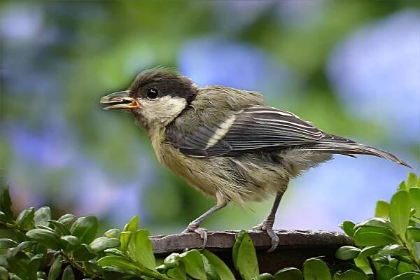 animal-1766775_1280