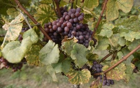 Směs rostlin vysazená mezi řádky vinohradu pomáhá chránit révu před suchem