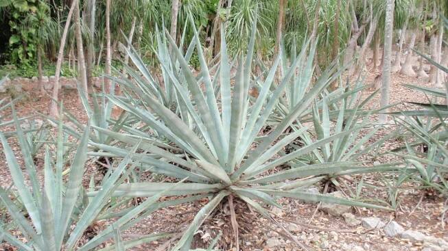 Agave fourcroydes Lem. (Světová flóra) - Pl@ntNet identify
