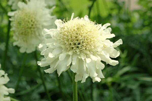 Joanna Gaines' Standout Flower of the Summer Is a Wild (but Stunning) Pick