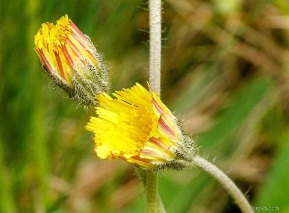 Jestřábník chlupáček (Pilosella officinarum)