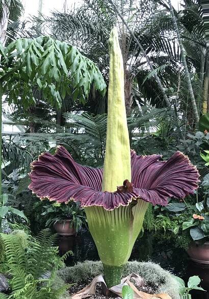 Titan arum