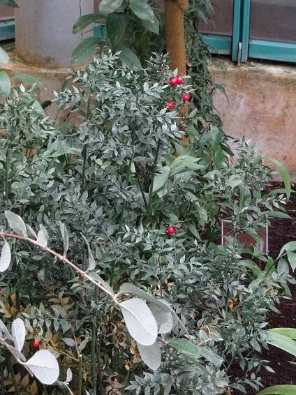 Ruscus aculeatus (Listnatec pichlavý) - eshop, prodej, semena, rostliny, pěstování, fotografie, množení, popis, atd