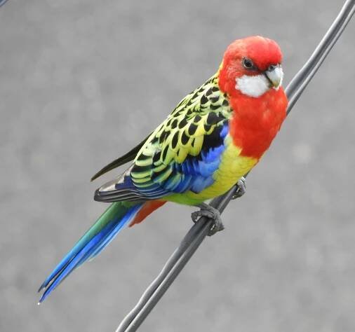 Rosella | Sydney Birder