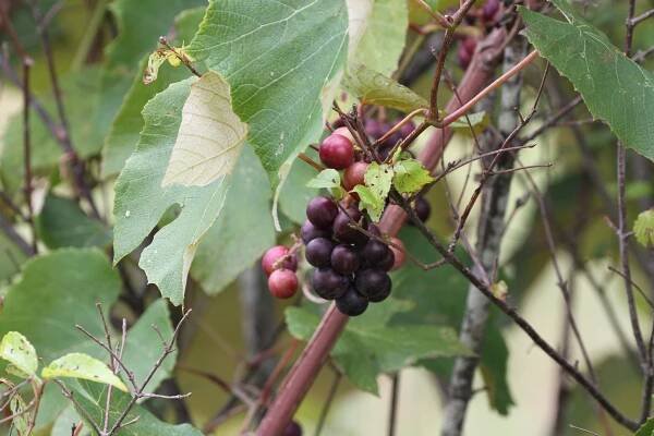 Vitis labrusca