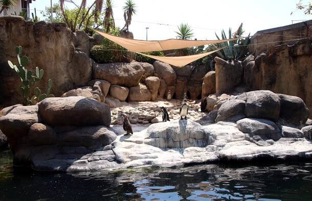 Penguins at Barcelona Zoo under a temporary installation to block the sun
