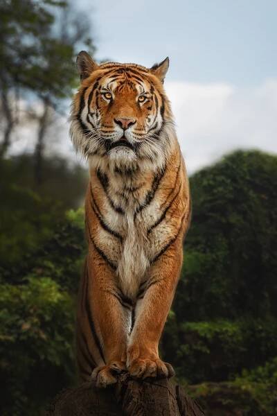 FAUNA – Tomáš Hejlek