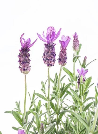 Levandule smilovitá, Lavandula stoechas Anouk, průměr květináče 15 cm | ZAZUMi.cz