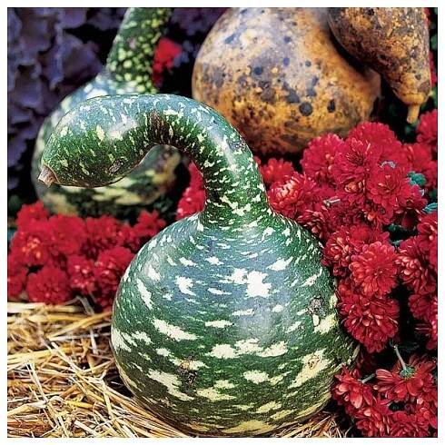 gourd speckled swan