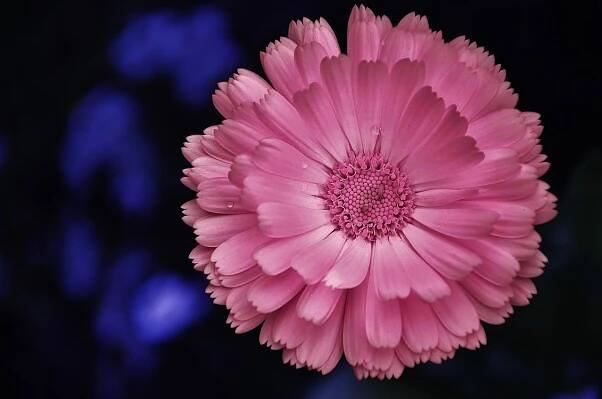 Gerbera, Příroda, Květinová Tapeta