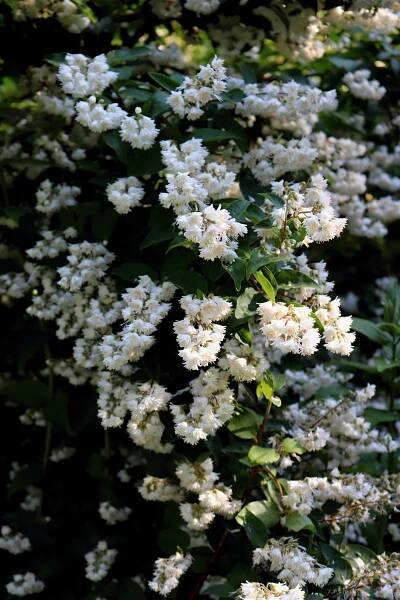 Fotogalerie DF: deutzia scabra; 1