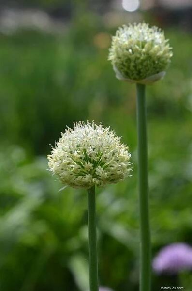 Česnek - Allium dodecadontum