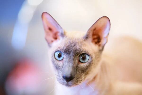 close up of light tan Peterbald cat with blue eyes