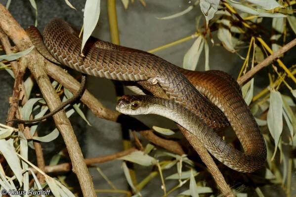 Dispholidus typus (bojga africká) | BioLib.cz