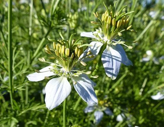 Gewürze/Heilkräuter*Naturgarten Scheidl