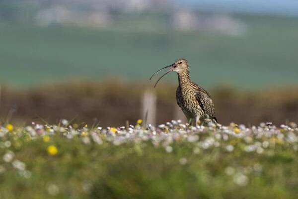 curlew (numenius arquata) volající v poli - koliha slukovití - stock snímky, obrázky a fotky