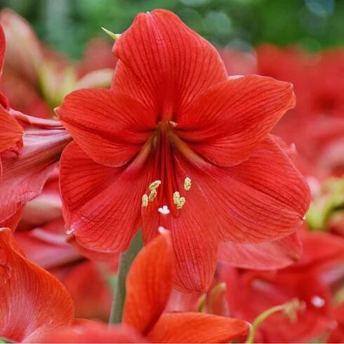 Hvězdník Red Lion - Hippeastrum - cibuloviny - 1 ks