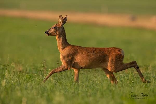 Sudokopytníci jelenovití | Štěpán Mikulka | Wildlife fotograf