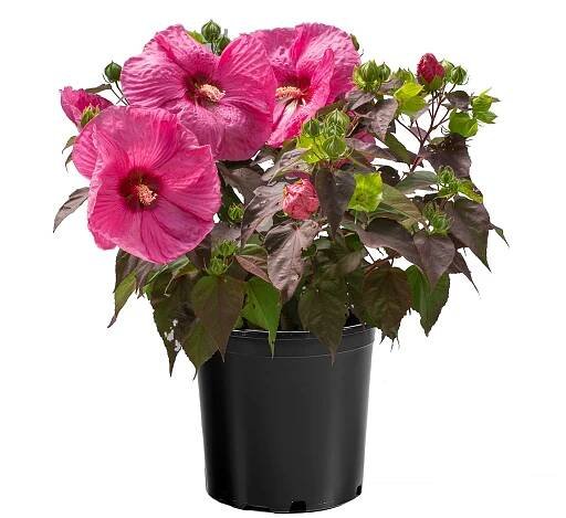 Hibiscus_HOHPassion_WEB_002