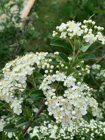HLOHYNĚ ‘SOLEIL D’OR’, 30-40cm Žlutá ► Rostliny-Harmonie.cz