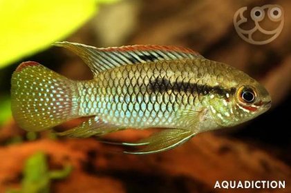 Dwarf Flag Cichlid - Laetacara curviceps Fish Profile & Care Guide