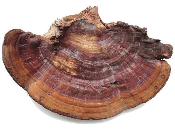 Reishi fruiting body