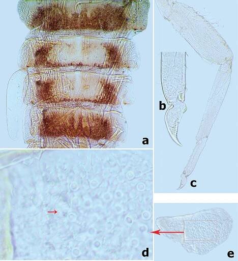 First contribution to the genera Branchiobaetis and Megabranchiella (Ephemeroptera, Baetidae) in China, with descriptions of two new species