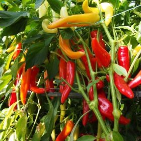semena chilli papriček – paprika kozí roh Herriet – Capsicum annuum