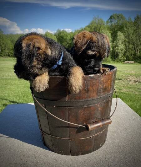 THE STORK HAS LANDED….. (with the Trixie X Rusty Litter) – Rushwind Labradors & Border Terriers
