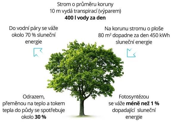 Co zvládne strom