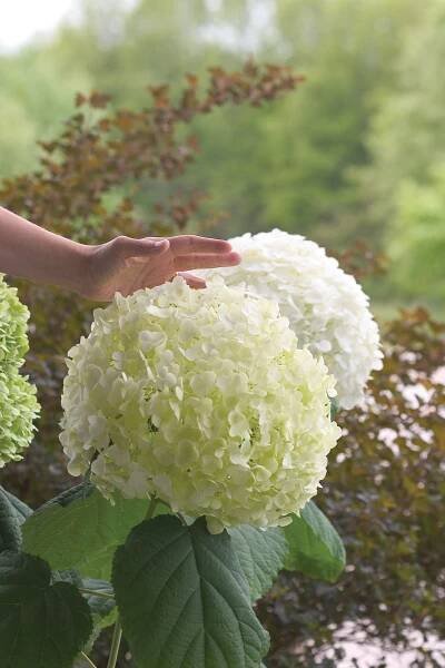 Incrediball® - Smooth Hydrangea - Hydrangea arborescens