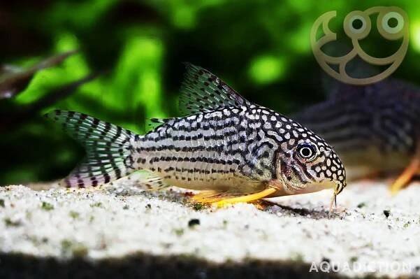 Sterbas Corydoras - Corydoras sterbai Fish Profile & Care Guide