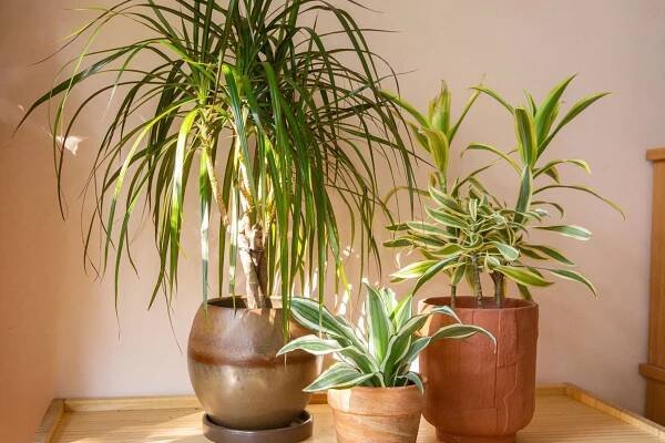 Dracaena