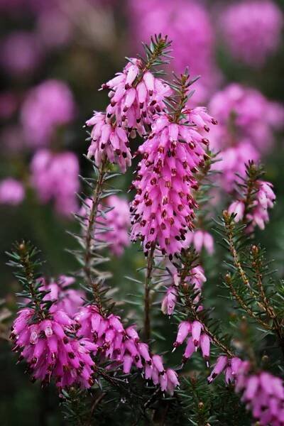 Chelsea Flower