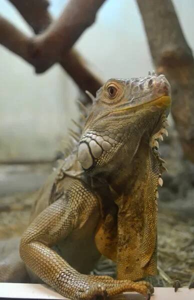 Iguans — Stock obrázek