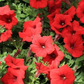 Semena petúnie – Petúnie Cascadini F1 Red – Petunia x atkinsiana