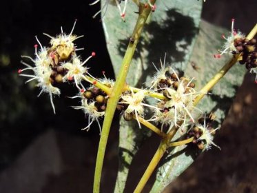 Soubor:Holigarna nigra - Black-Flowered Varnish Tree at Periya (7).jpg – Wikipedie