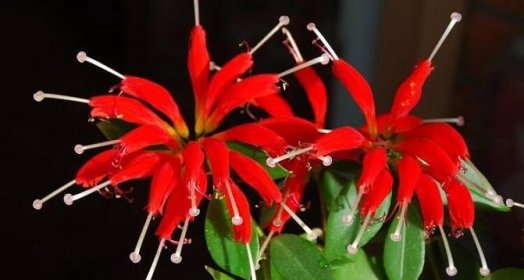 Jaký druh květináče potřebuje Aeschynanthus?