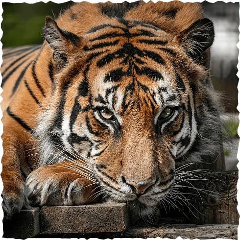 Cats - Welsh Mountain Zoo