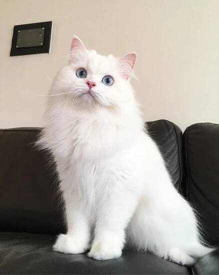 White Persian Cat Images