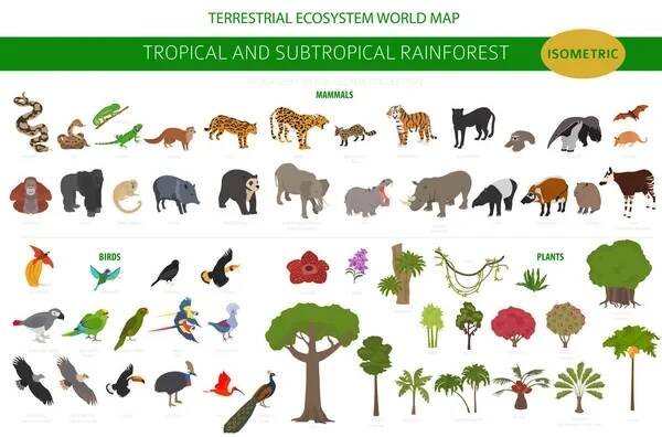 Tropický a subtropický biom deštných pralesů, přírodní infografie. Amazonské, africké, asijské, australské deštné pralesy. Zvířata, ptáci a vegetace ekosystém 3D izometrický design set. Vektorová ilustrace — Ilustrace