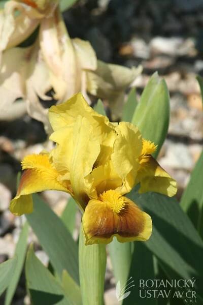 Iris barbata nana Meadow Court (2) | HORTIFOTO | Autoři | iBotky.cz