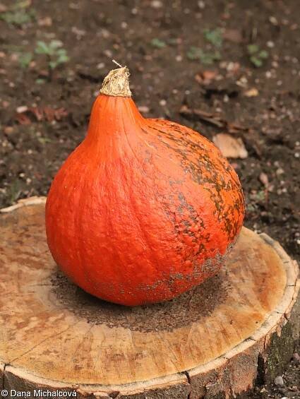 Cucurbita maxima – tykev obrovská, dýně obrovská • Pladias: Databáze české flóry a vegetace
