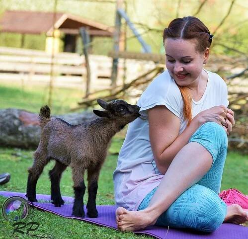 Chcete si zacvičit jógu s kůzlaty? Vyrazte do hádeckého Lamacentra