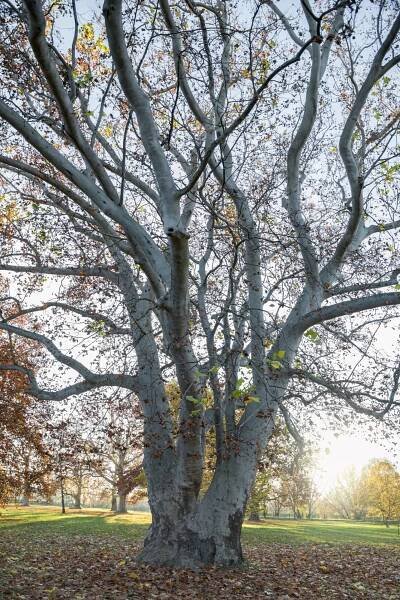 Platan javorolistý – Platanus Acerifolia
