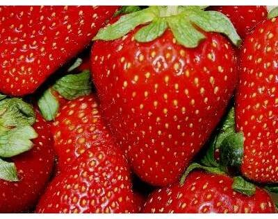 Jahodník Rumba - 1 sazenice, zakořenělá Fragaria Rumba