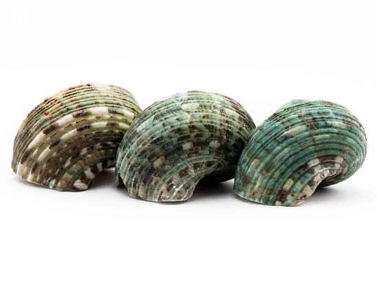 Snail shell for snail cichlids