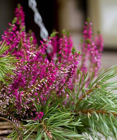 winter heather